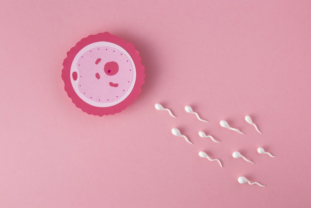 Illustrazione della fertilità: ovulo e spermatozoi
