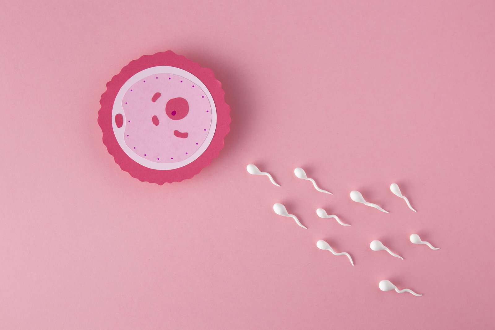 Illustrazione della fertilità: ovulo e spermatozoi